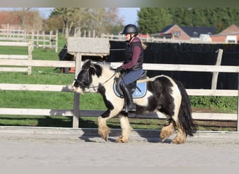 Tinker, Hongre, 5 Ans, 124 cm, Pinto