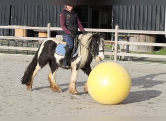 Tinker, Hongre, 5 Ans, 124 cm, Pinto