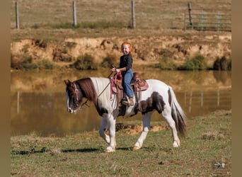Tinker, Hongre, 5 Ans, 124 cm, Pinto