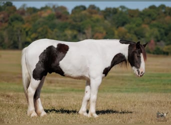 Tinker, Hongre, 5 Ans, 124 cm, Pinto