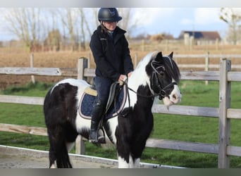 Tinker, Hongre, 5 Ans, 125 cm, Pinto