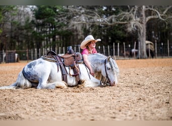 Tinker, Hongre, 5 Ans, 127 cm, Sabino