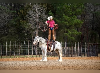 Tinker, Hongre, 5 Ans, 127 cm, Sabino