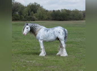 Tinker, Hongre, 5 Ans, 127 cm, Sabino