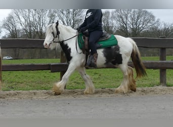 Tinker, Hongre, 5 Ans, 130 cm, Pinto