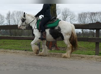Tinker, Hongre, 5 Ans, 130 cm, Pinto