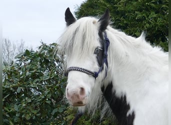 Tinker, Hongre, 5 Ans, 130 cm, Pinto