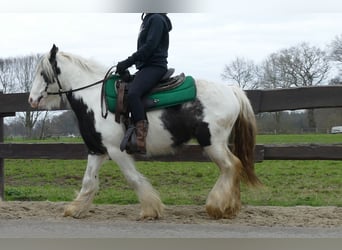Tinker, Hongre, 5 Ans, 130 cm, Pinto