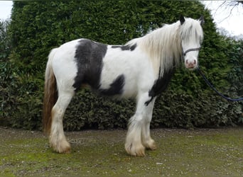 Tinker, Hongre, 5 Ans, 130 cm, Pinto