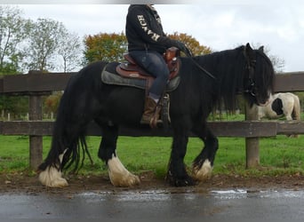 Tinker, Hongre, 5 Ans, 133 cm, Noir