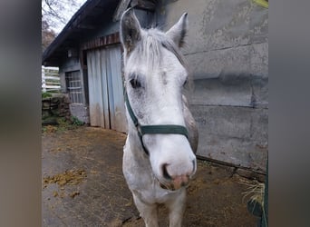 Tinker Croisé, Hongre, 5 Ans, 133 cm, Rouan Bleu