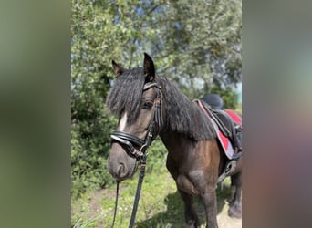 Tinker, Hongre, 5 Ans, 135 cm, Noir