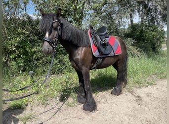 Tinker, Hongre, 5 Ans, 135 cm, Noir