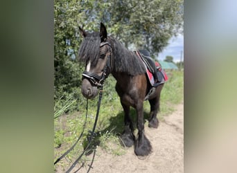 Tinker, Hongre, 5 Ans, 135 cm, Noir