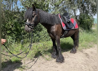 Tinker, Hongre, 5 Ans, 135 cm, Noir