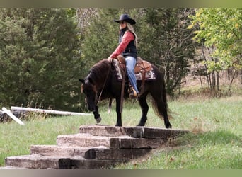 Tinker Croisé, Hongre, 5 Ans, 135 cm, Noir