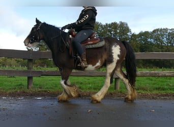 Tinker, Hongre, 5 Ans, 137 cm, Pinto