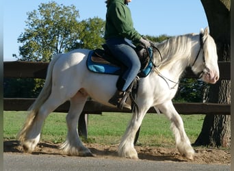 Tinker, Hongre, 5 Ans, 138 cm, Gris