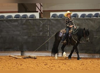 Tinker Croisé, Hongre, 5 Ans, 140 cm, Noir