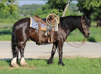 Tinker Croisé, Hongre, 5 Ans, 140 cm, Noir