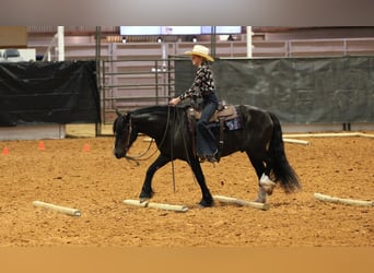 Tinker Croisé, Hongre, 5 Ans, 140 cm, Noir
