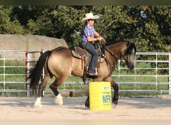 Tinker Croisé, Hongre, 5 Ans, 142 cm, Buckskin