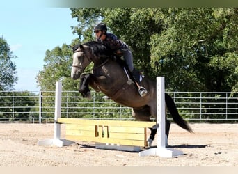 Tinker Croisé, Hongre, 5 Ans, 142 cm, Buckskin