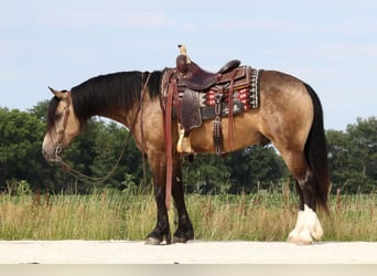 Tinker Croisé, Hongre, 5 Ans, 142 cm, Buckskin