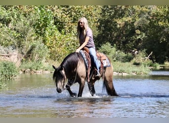 Tinker Croisé, Hongre, 5 Ans, 142 cm, Buckskin