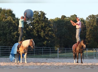 Tinker Croisé, Hongre, 5 Ans, 142 cm, Buckskin