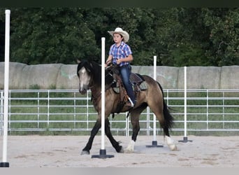 Tinker Croisé, Hongre, 5 Ans, 142 cm, Buckskin