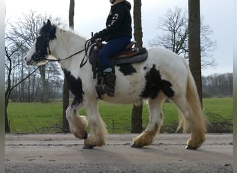 Tinker, Hongre, 5 Ans, 142 cm, Pinto