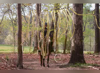 Tinker Croisé, Hongre, 5 Ans, 145 cm, Bai cerise