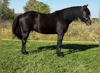 Tinker Croisé, Hongre, 5 Ans, 145 cm, Bai cerise