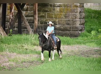 Tinker, Hongre, 5 Ans, 145 cm, Tobiano-toutes couleurs
