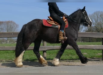 Tinker, Hongre, 5 Ans, 146 cm, Noir