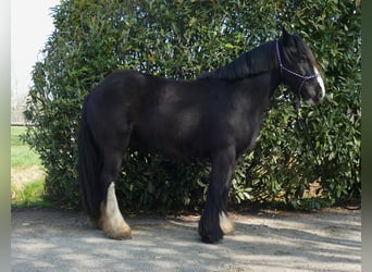 Tinker, Hongre, 5 Ans, 146 cm, Noir
