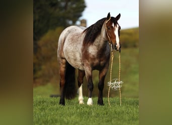 Tinker Croisé, Hongre, 5 Ans, 150 cm, Roan-Bay