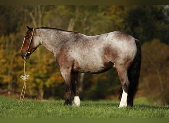 Tinker Croisé, Hongre, 5 Ans, 150 cm