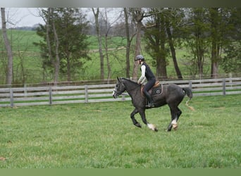 Tinker Croisé, Hongre, 5 Ans, 152 cm, Gris