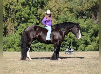 Tinker, Hongre, 5 Ans, 152 cm, Noir