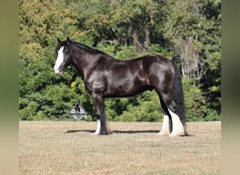 Tinker, Hongre, 5 Ans, 152 cm, Noir