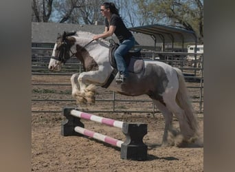 Tinker, Hongre, 5 Ans, 155 cm, Pinto