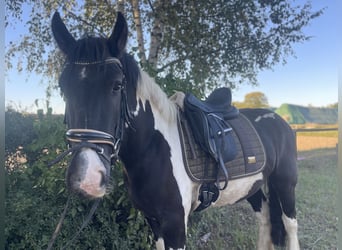 Tinker, Hongre, 5 Ans, 158 cm, Bai