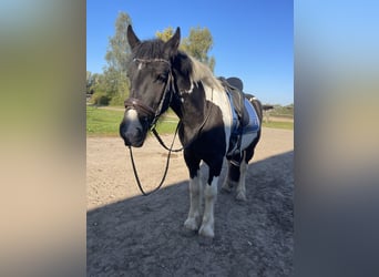 Tinker, Hongre, 5 Ans, 158 cm, Tobiano-toutes couleurs