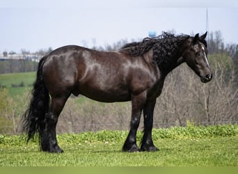 Tinker Croisé, Hongre, 5 Ans, Noir