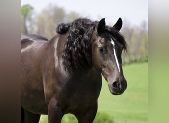 Tinker Croisé, Hongre, 5 Ans, Noir