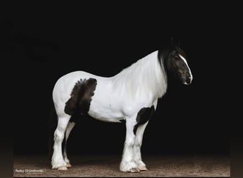 Tinker, Hongre, 5 Ans, Tobiano-toutes couleurs