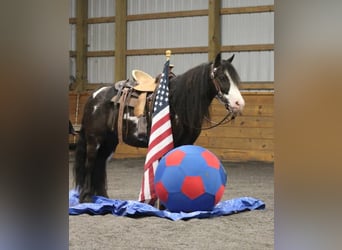 Tinker Croisé, Hongre, 6 Ans, 119 cm