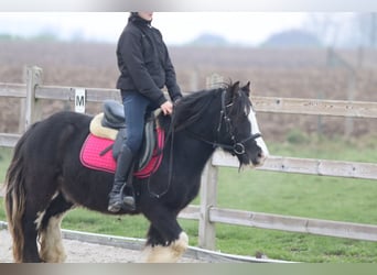 Tinker, Hongre, 6 Ans, 125 cm